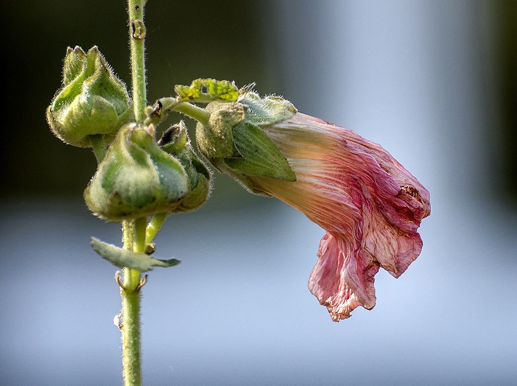 4711 WTL Garten Bahnhof Loh_KA70506-1 Kopie.jpg
